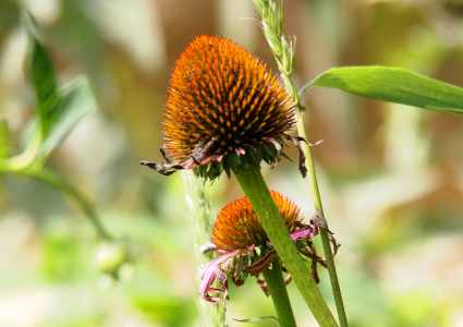 [The cone-shaped center of a coneflower remains after all the petals fell off. Behind this cone is another flower with a few petals left and a center that is more a mound than a cone.]